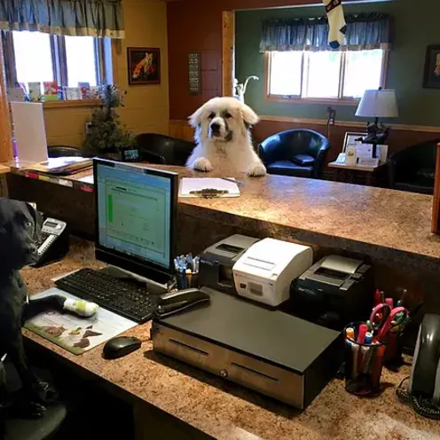 one dog in a chair behind the desk and the other dog standing with paws on the counter
